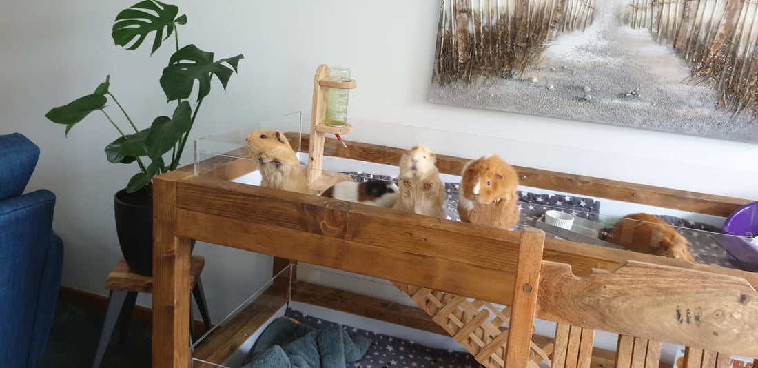 Two guinea pigs exploring a spacious handcrafted pine and Perspex enclosure