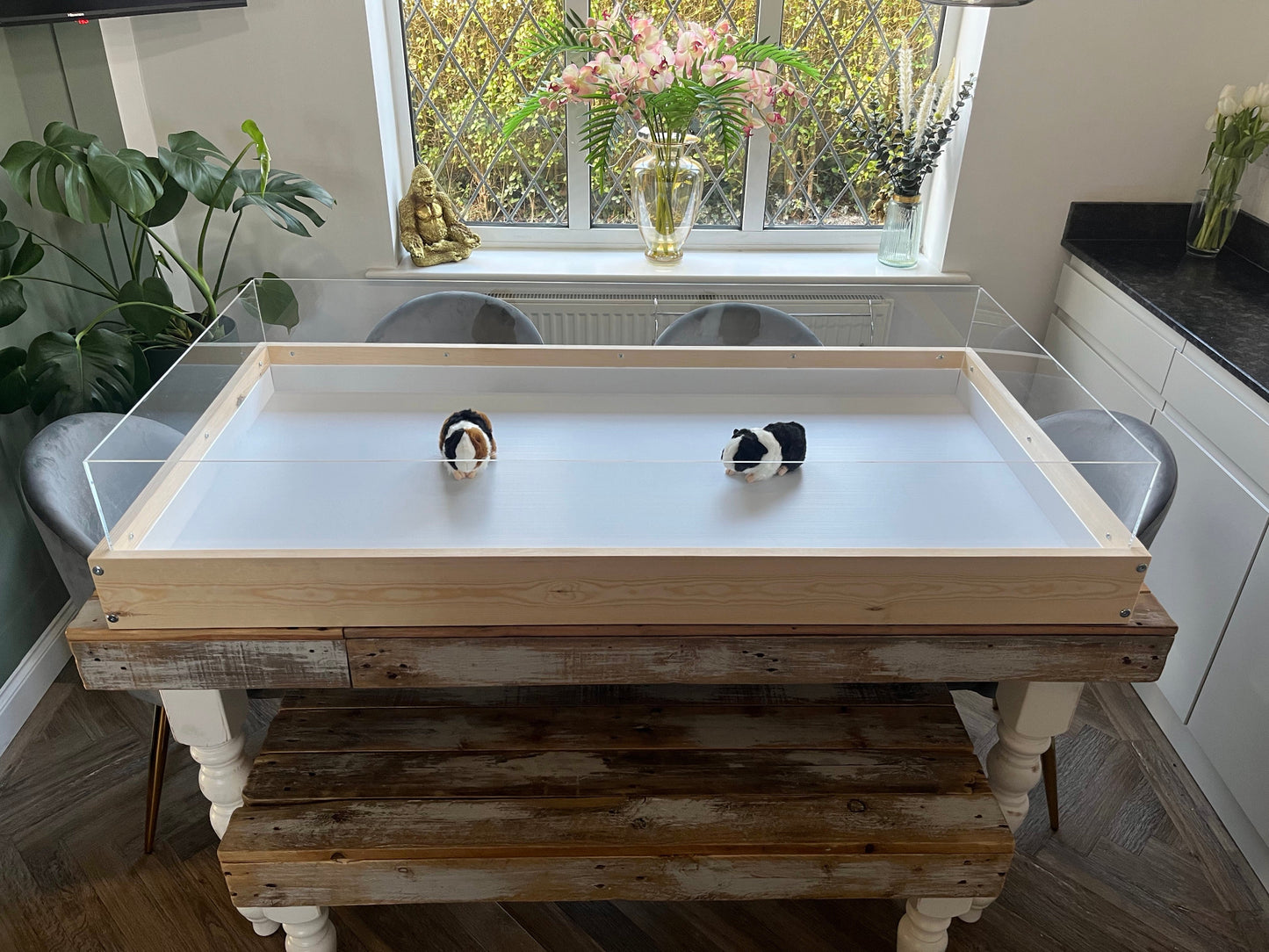 Indoor Guinea Pig cage made of pine wood with Perspex sides, placed on a table. Contains two small guinea pigs.