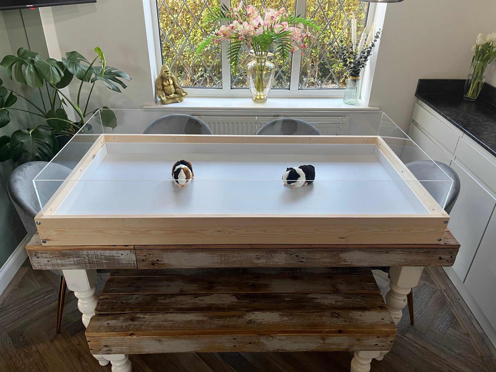 Indoor Guinea Pig cage made of pine wood with Perspex sides, placed on a table. Contains two small guinea pigs.